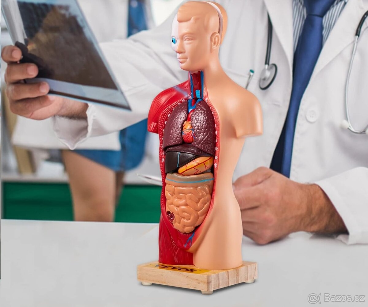 Torzo lidského těla - model s odnímatelnými částmi - 2