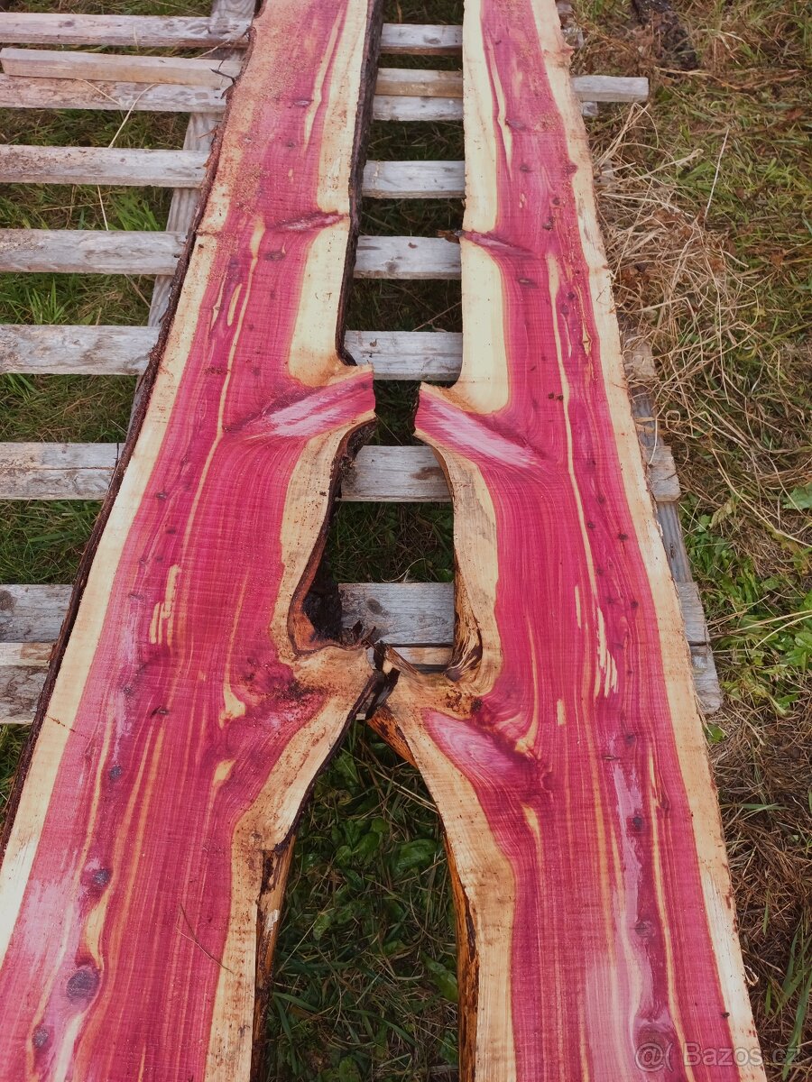 Fošny jalovec viržinský - 2