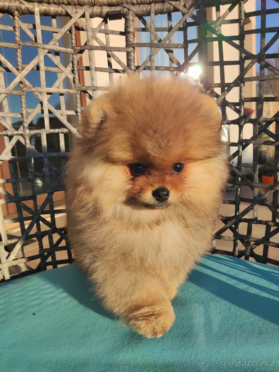 Pomeranian - 2