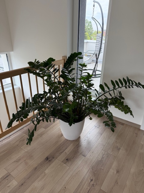 Zamioculcas výška 110 cm, průměr 150 cm - 2