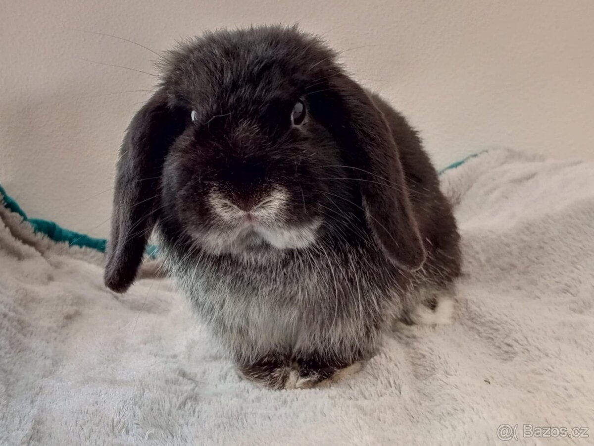 Volný Sameček - Anglický Zakrslý Beránek MiniLop🍑🧡🤍 - 2