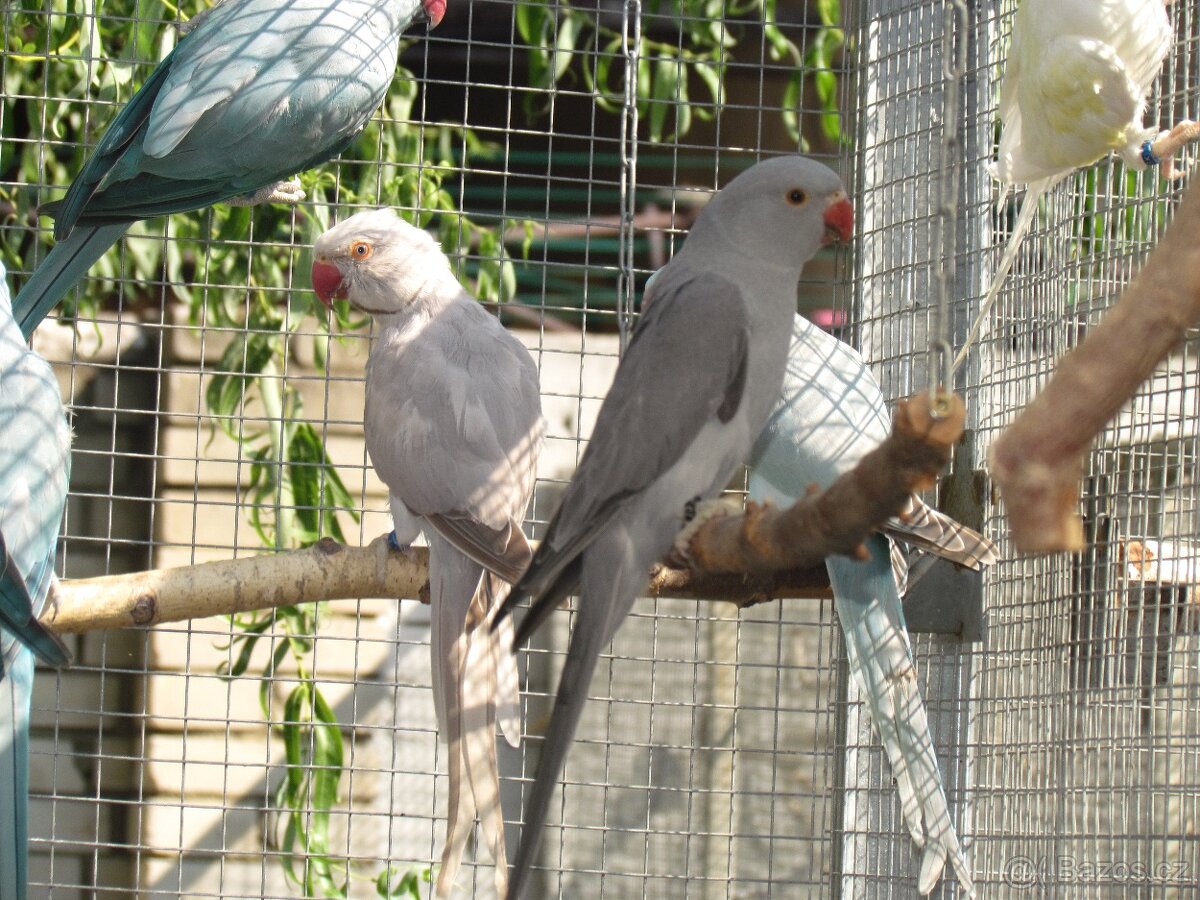 Prodám Alexandry malé 2025 - 2