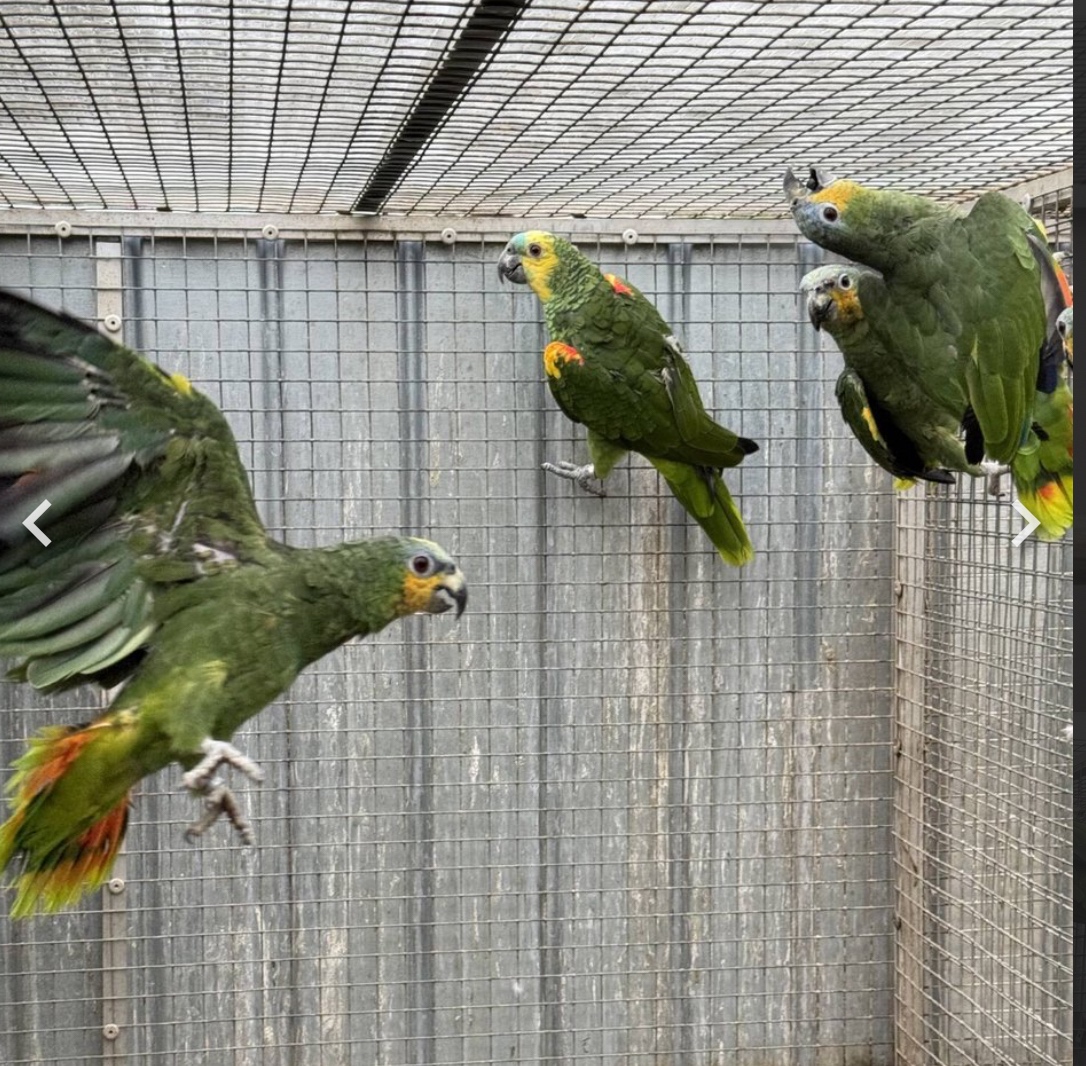 Amazoňan Oranžovokřídly - 2