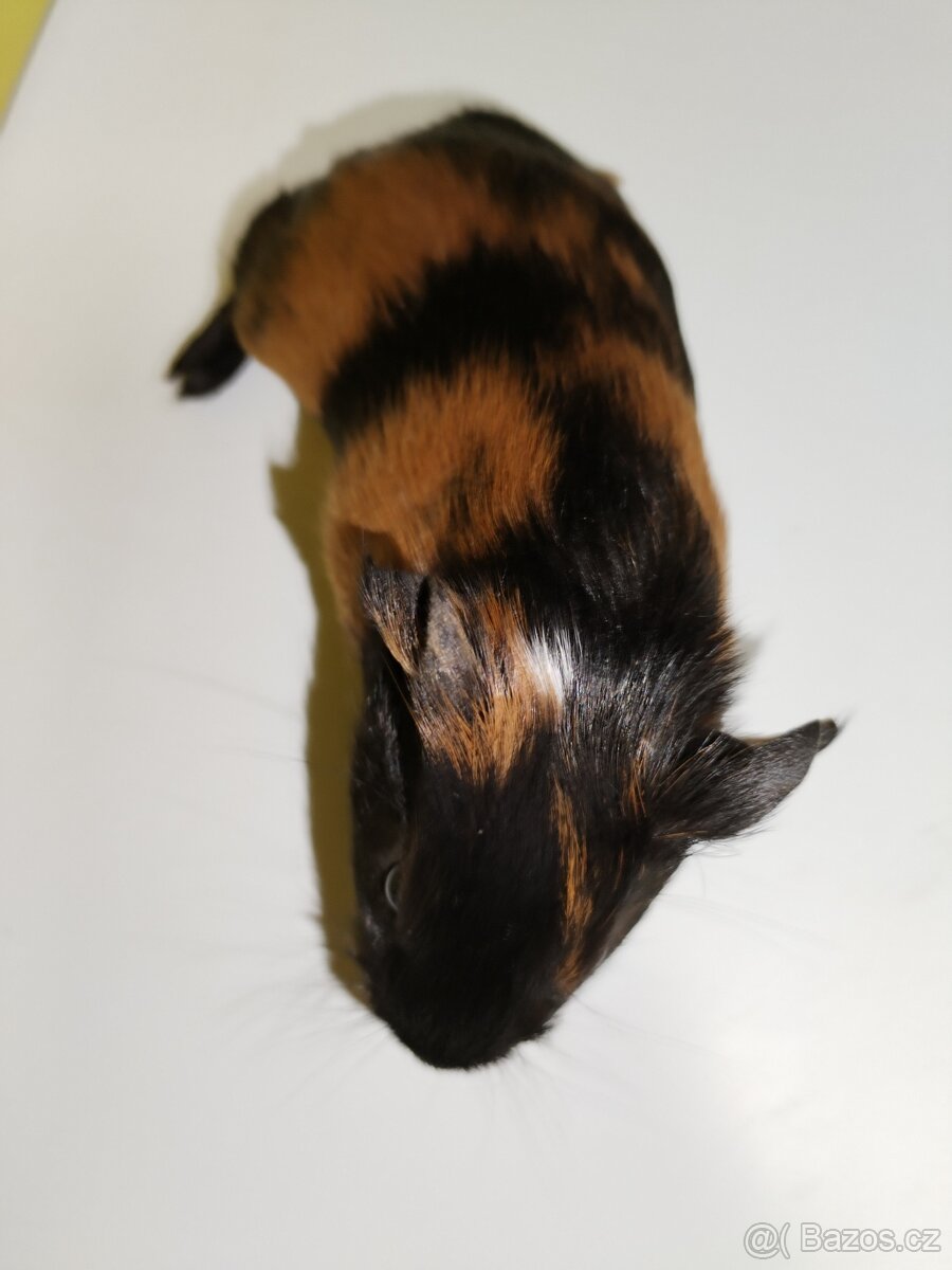 Morče - volní 1x holčičku a 2x kluky - 2