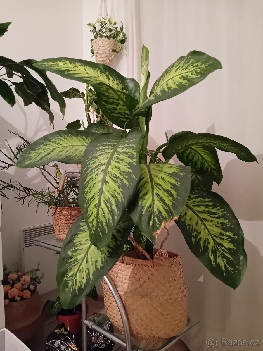 Dieffenbachia / Difenbachie 110 - 2