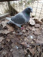 Prodam holuby giganty, americké výstavní a kalifornské - 2