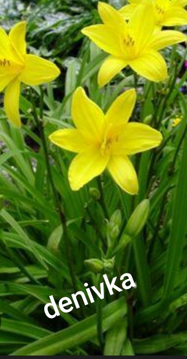 Mix trvalek - vyšší trvalky odkopky - 2