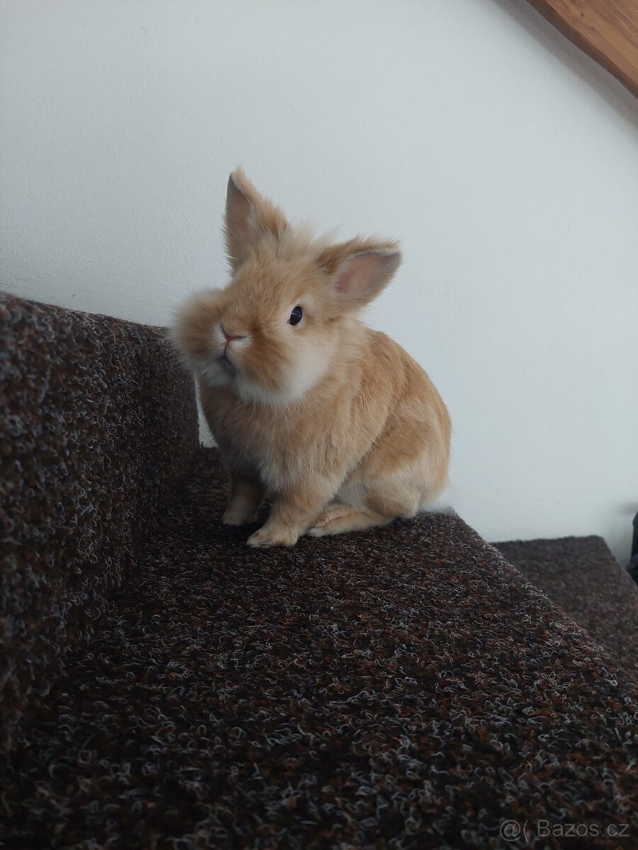 Domácí seno pro mazlíčky - 2