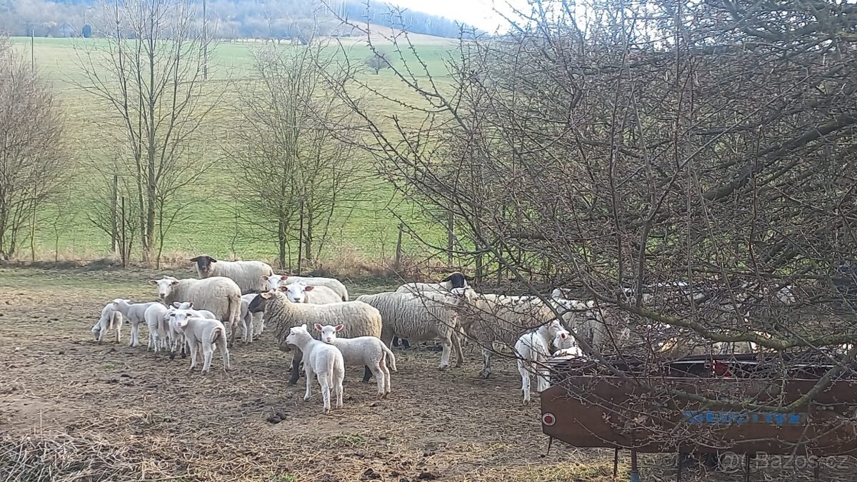 Prodám jehňata masných plemen. - 2