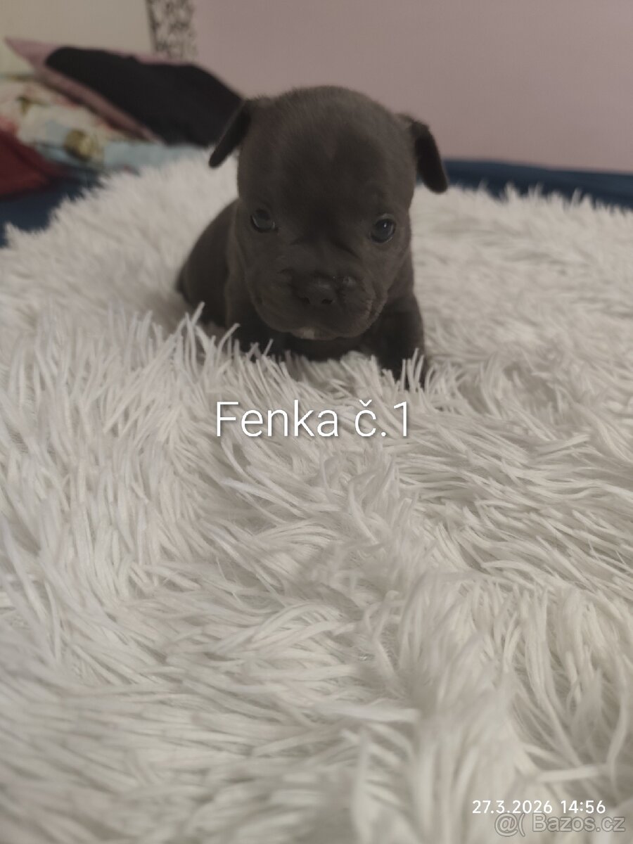 Stafordšírský bulteriér - 2