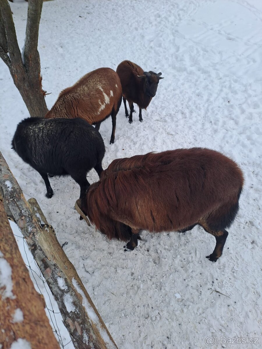 Kamerunské ovce - 2