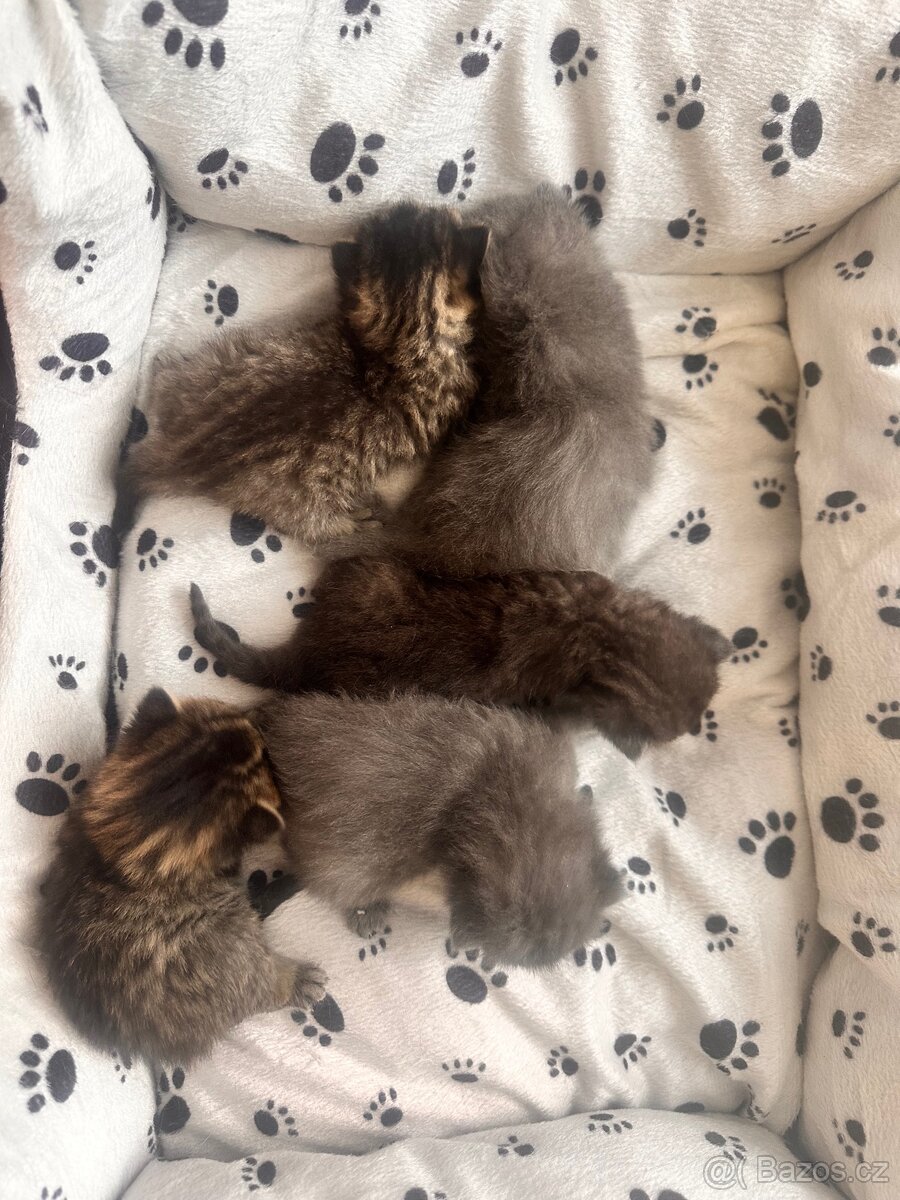 Britské koťátka whiskas - 2