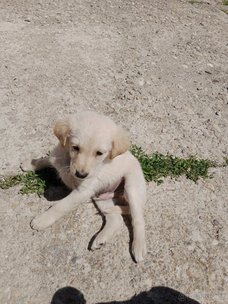 Labradorský retrívr/retriever X - 2