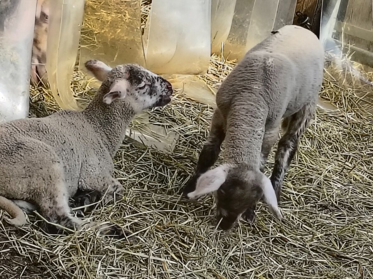 2 bráškové Suffolk - 2