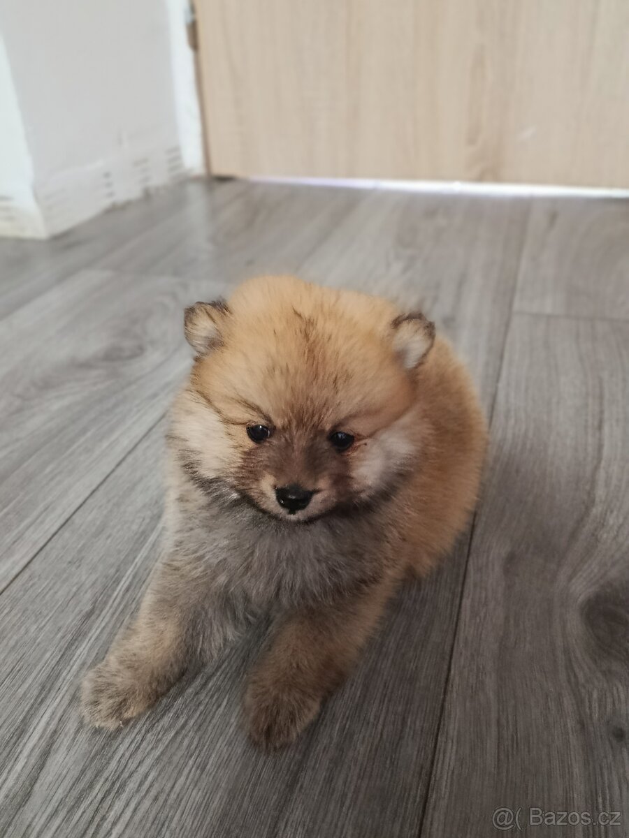Pomeranian - 2