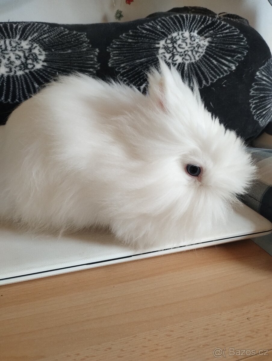 Prodám samečka zakrslého Teddy - 2