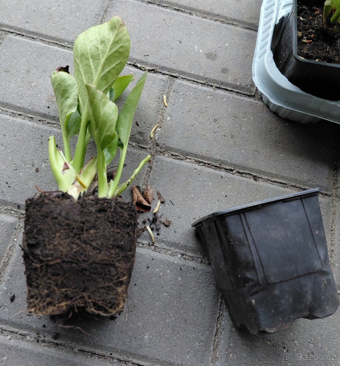 Bergenie srdčitolistá Rotblum - 2