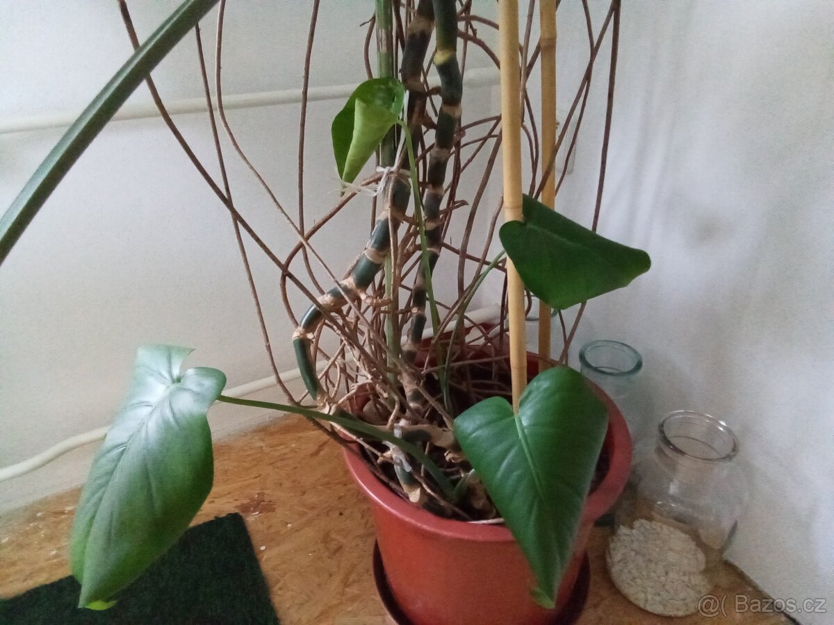 Monstera - 2