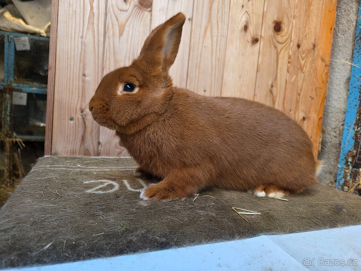 NOVOZELANDSKÝ ČERVENÝ - 2