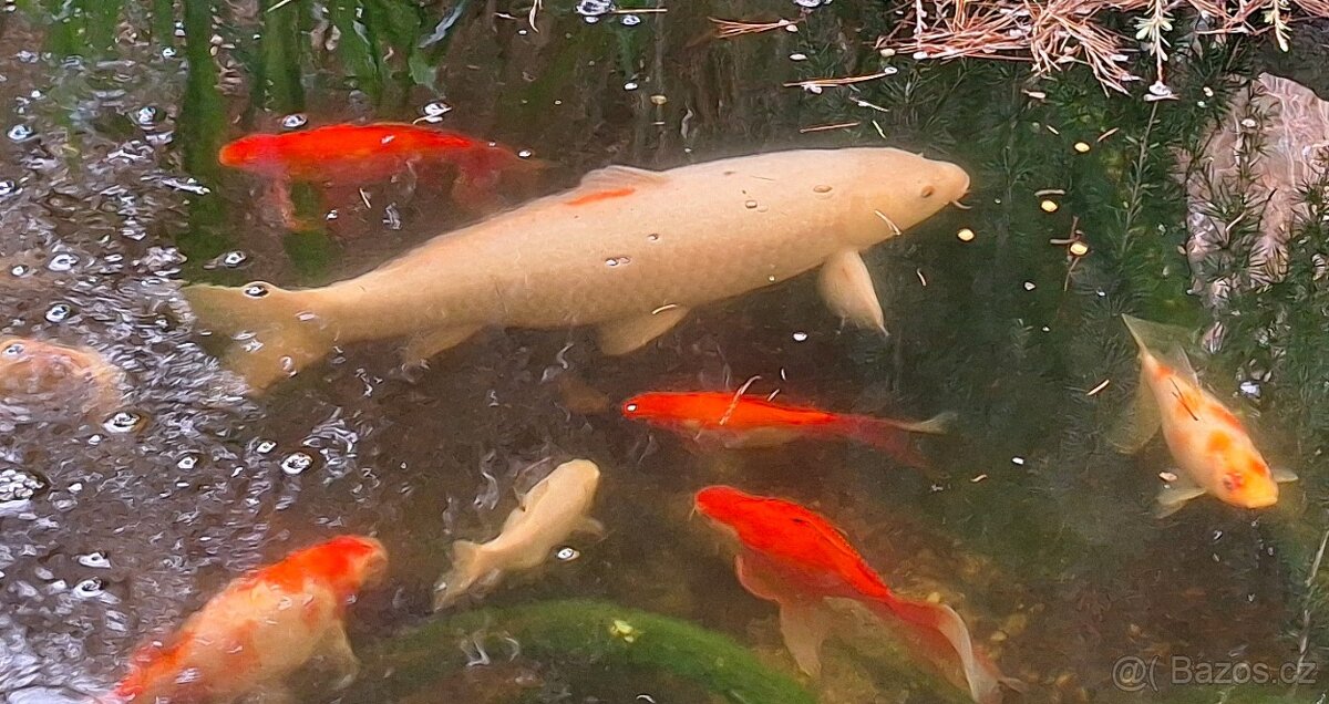 Koi-Kapr okrasné jezírkové ryby - 2