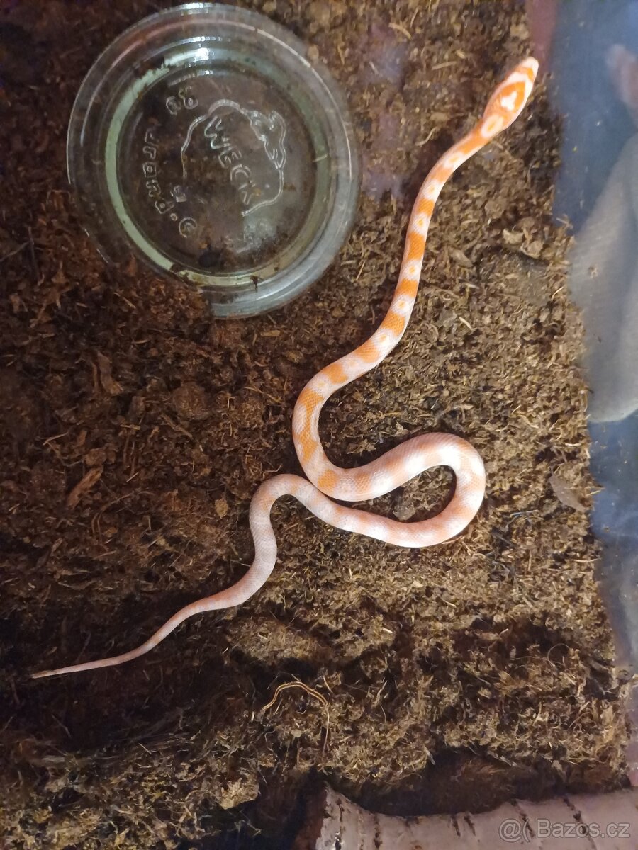 Užovka červená - 2