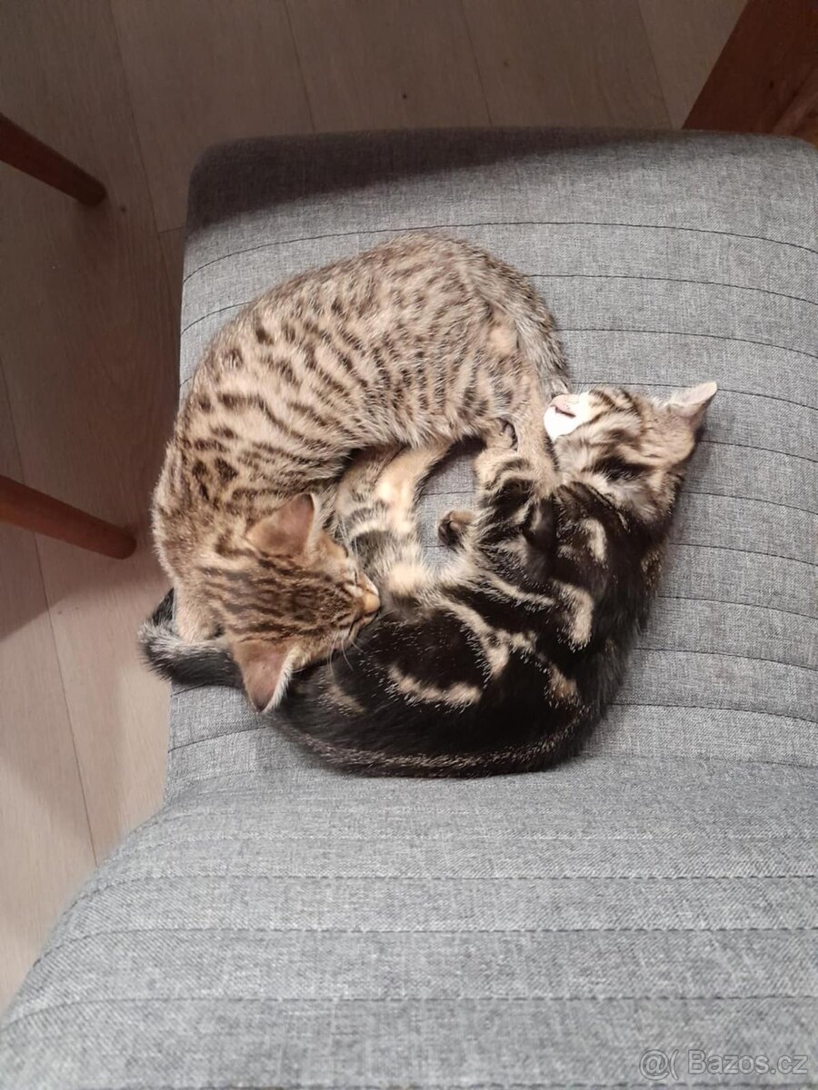 50% bengálské kotě - 2