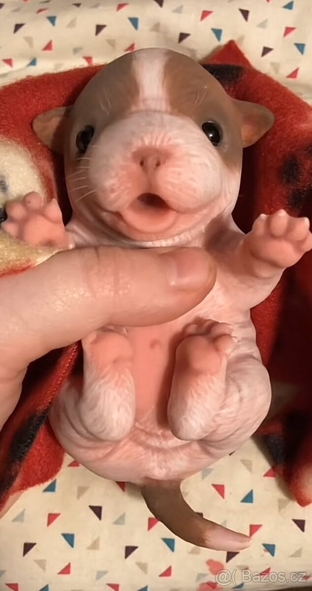 Reborn panenka Štěně - 2