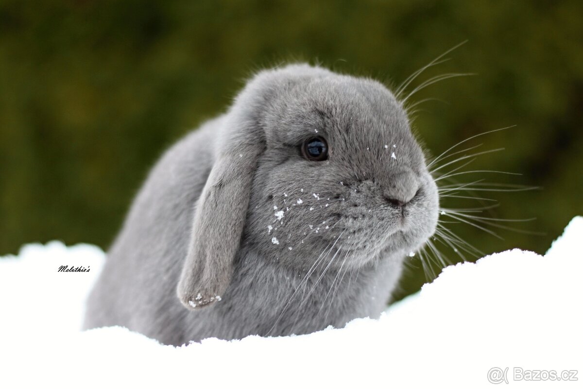 Zakrslý modrý beránek - 2