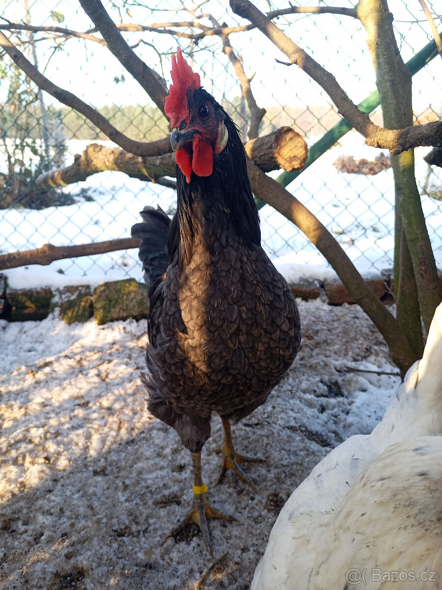 Kohouti ke slepicím - 2