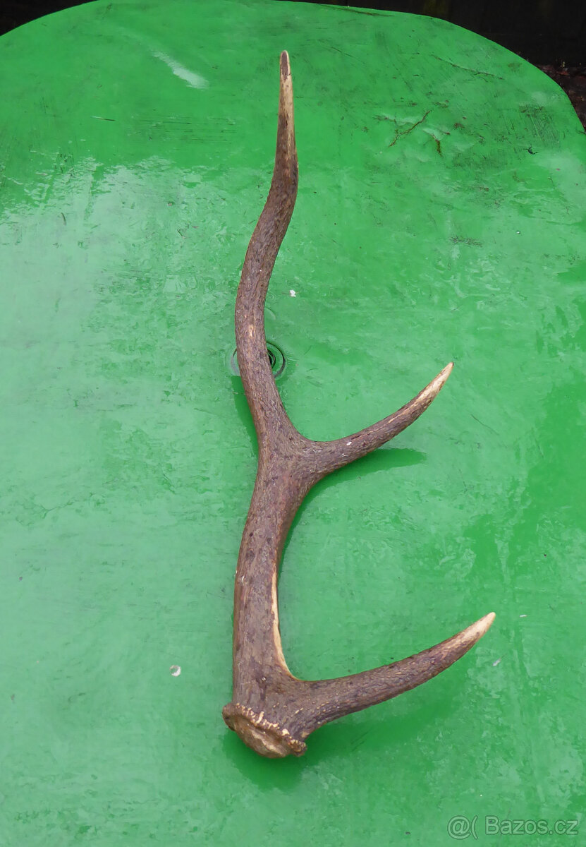 Parohy troje velmi staré - 2