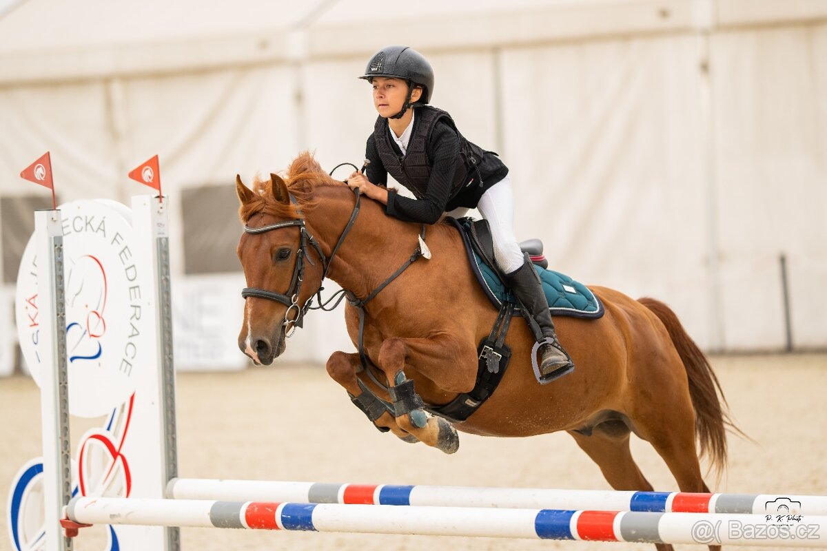 Pony do sportu ,valach 135cm - 2