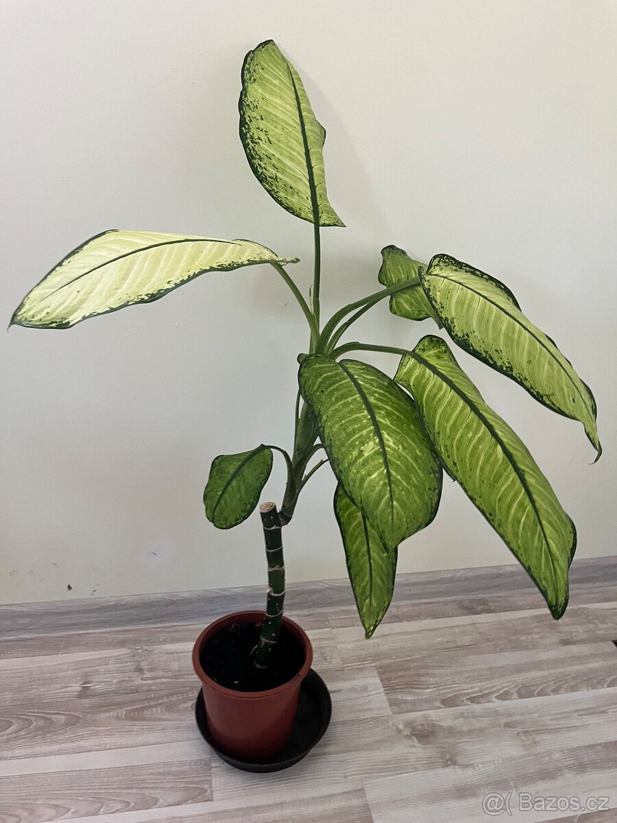 Pokojová rostlina - Difenbachie 2 - 2