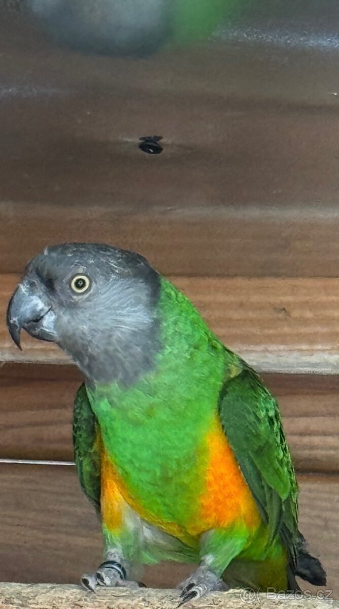 Papoušek senegalsky - 2