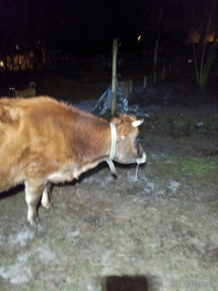 Březí jalovice Yersey - 2