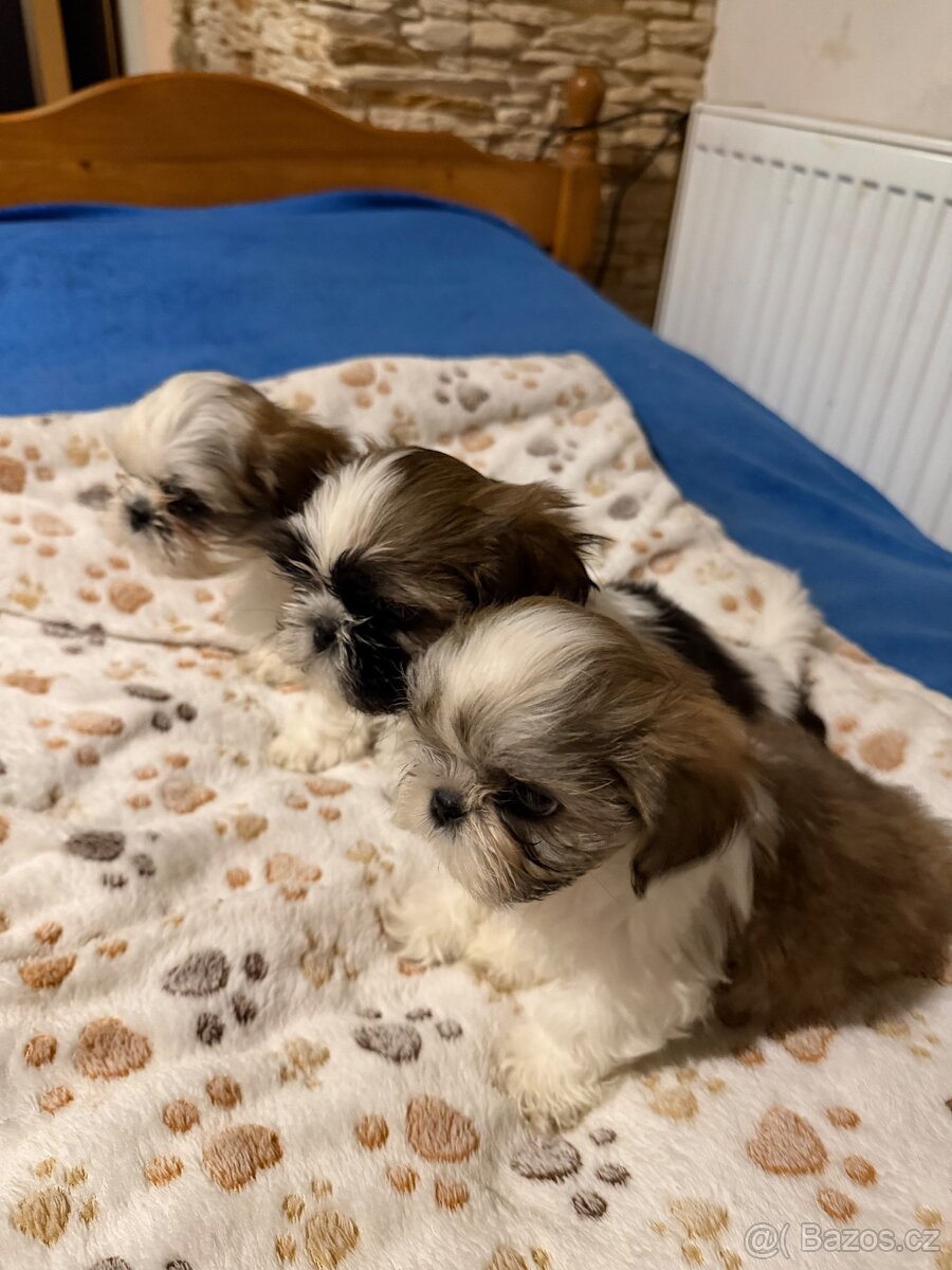 Shih-tzu - 2