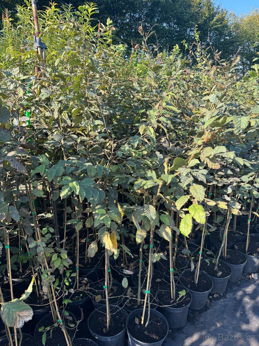 Habr obecný na živé ploty 60-80cm/2L - 2