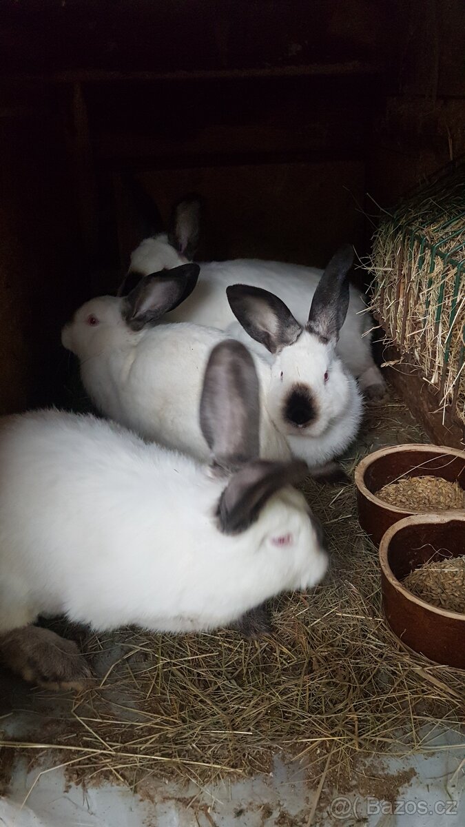 Kalifornský králík - 2