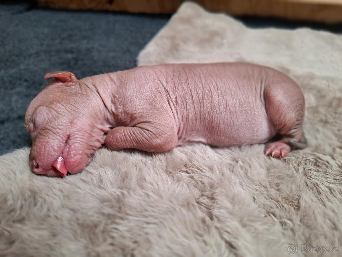 Peruánský naháč střední - 2