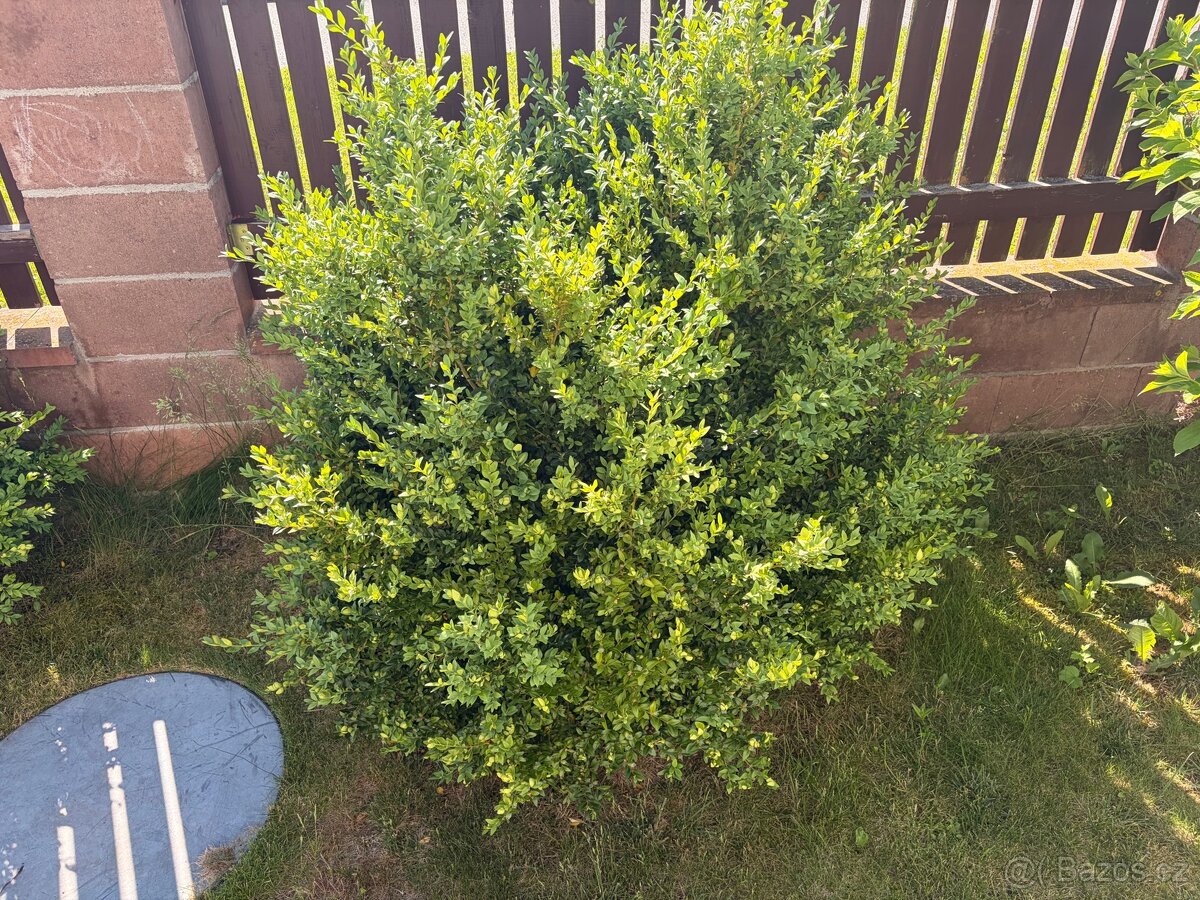 Buxus ( Zimostráz vždyzelený) - 2