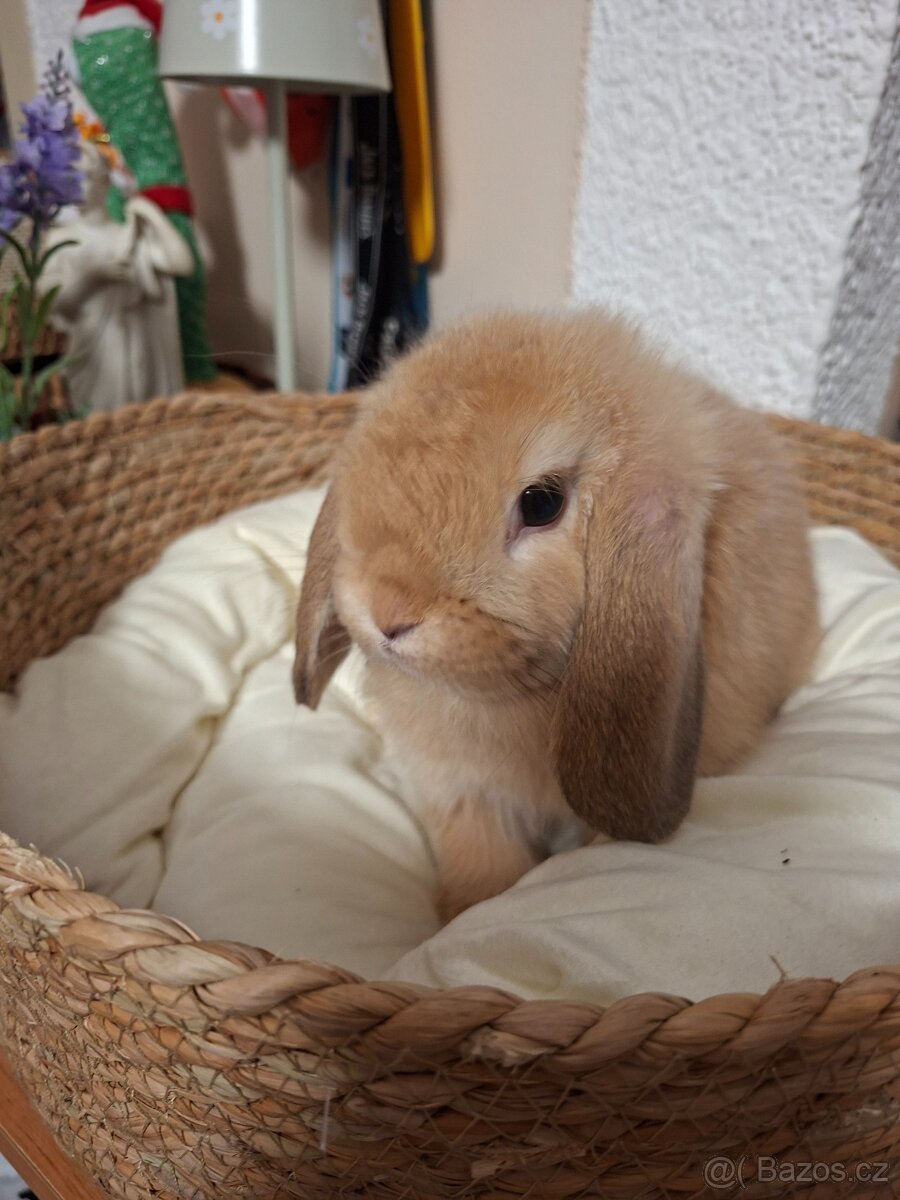 Kraličci Mini Lop - 2