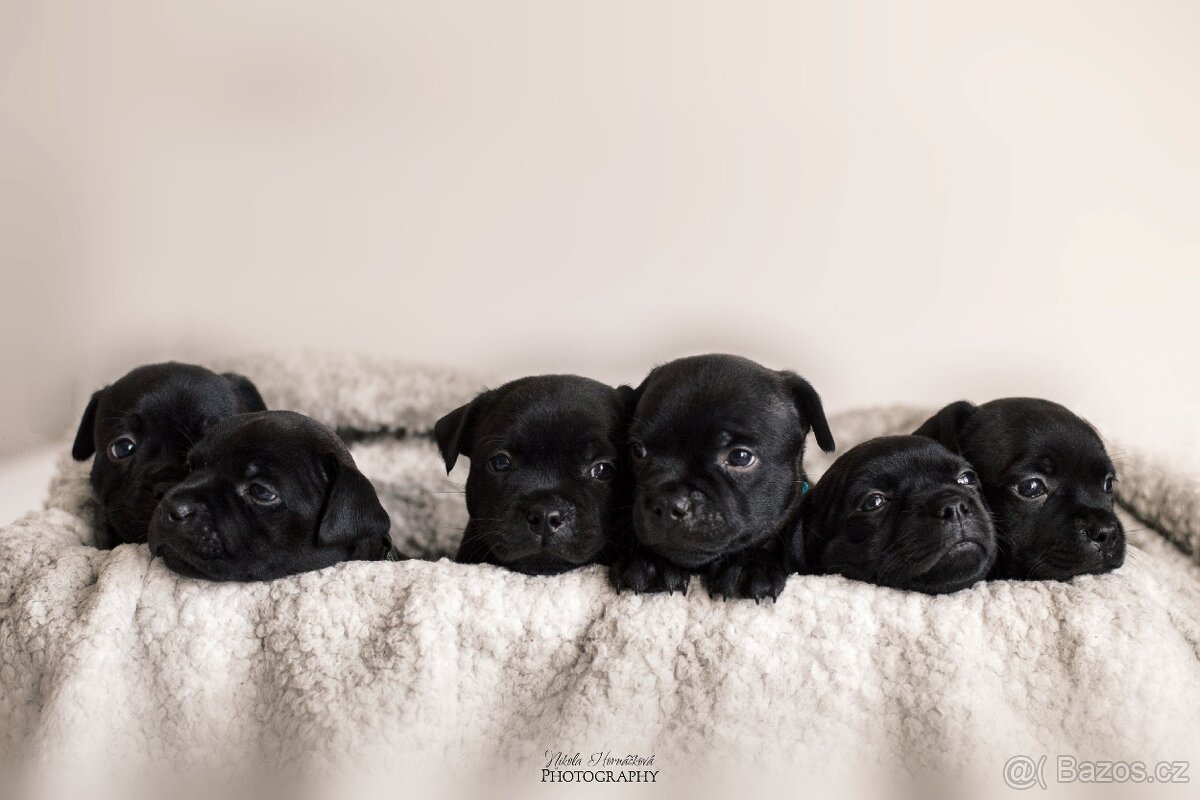 Staffordshire bullterier s pp FCI - 2