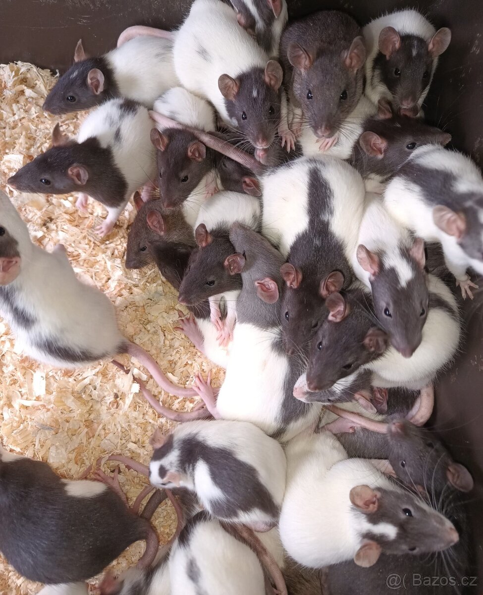 Potkani k odběru - různé velikosti / Fauna trhy Ostrava 14.1 - 2