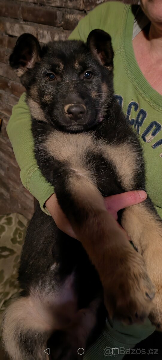 Německý ovčák - 2
