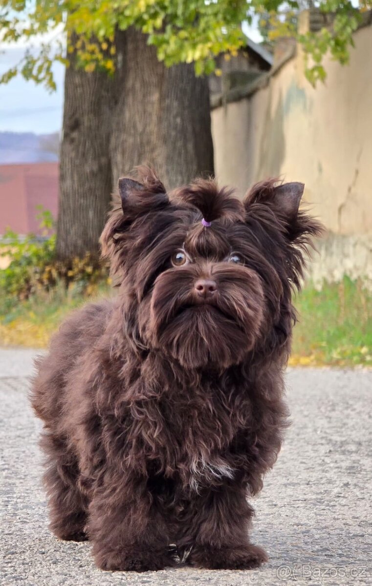 York-čokoláda,Yorkshire terrier-choco - 2