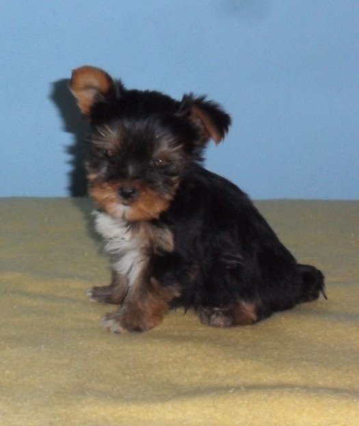 Biewer - pejsci bez pp - 2