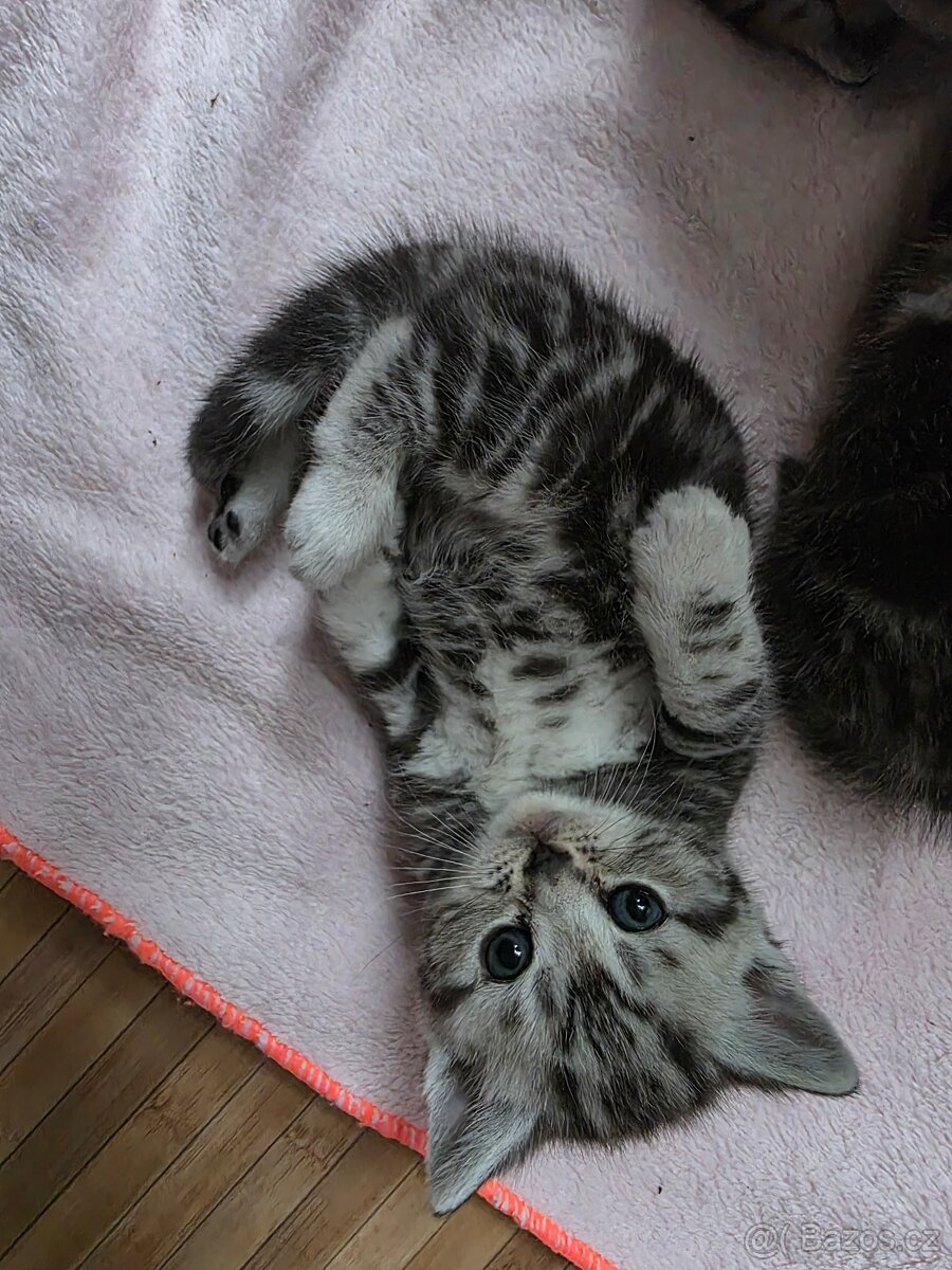 Britská kotatka - 2