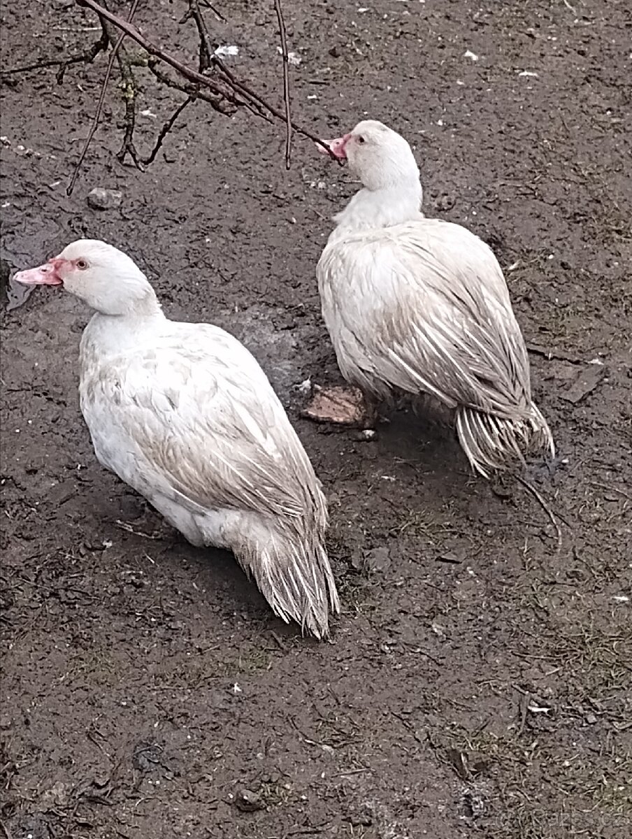 Kachna čínská -pižmová - 2