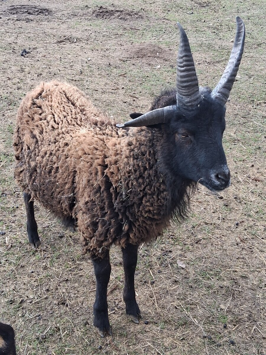 Jacobe, Jákobova ovce - 2