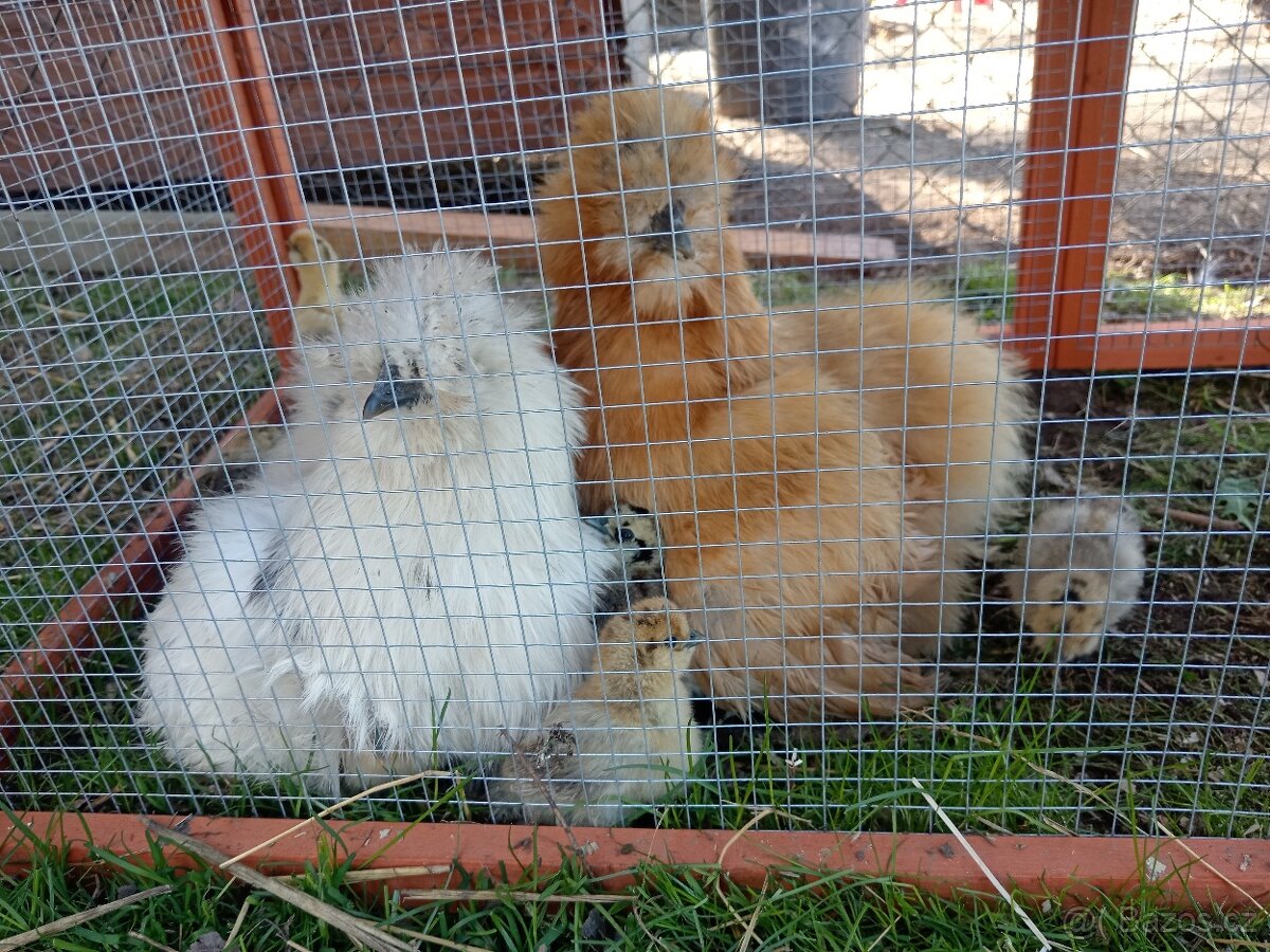 Nasadova vajíčka - 2