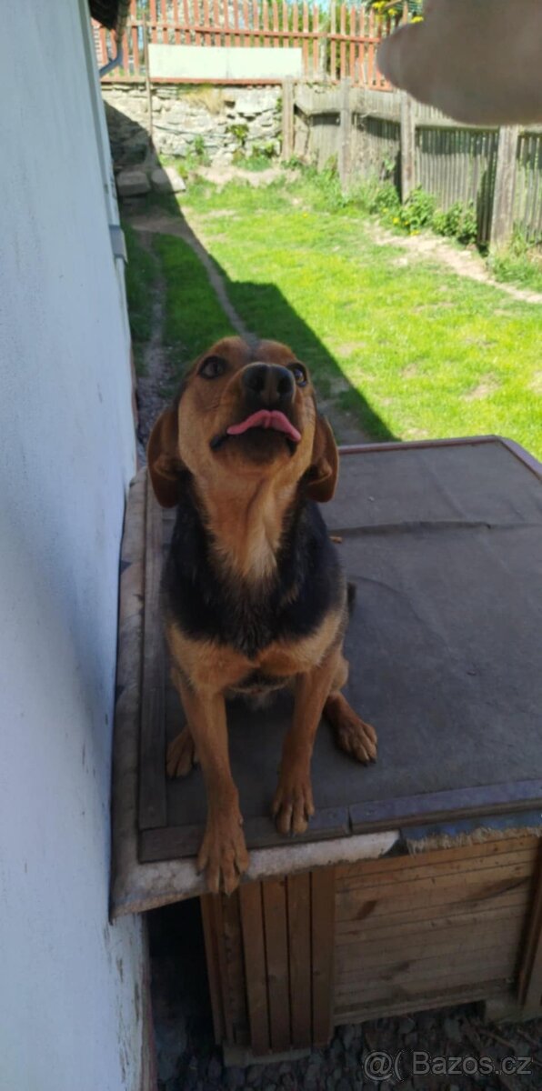 Darujeme psa - 2